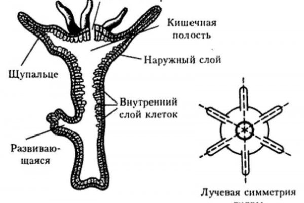 Блэк спрут bs2webs top